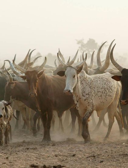 Construction de 07 marchés à bétail