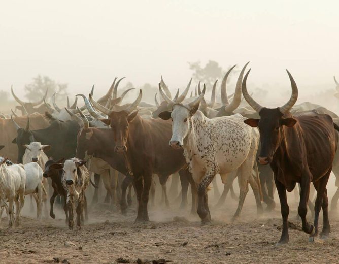 Construction de 07 marchés à bétail